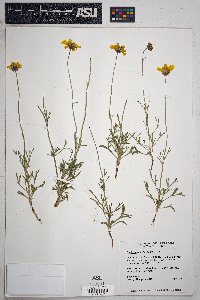 Thelesperma subnudum image