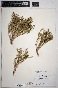 Thymophylla acerosa image