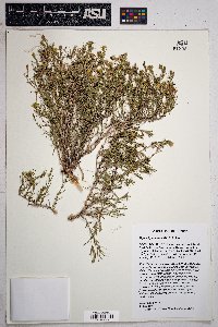 Thymophylla acerosa image