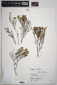 Thymophylla acerosa image