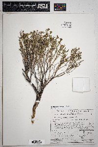 Thymophylla acerosa image