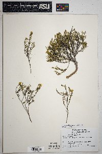 Thymophylla acerosa image