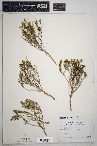 Thymophylla acerosa image