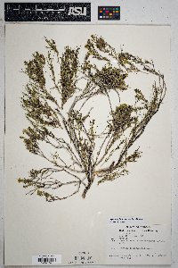 Thymophylla acerosa image