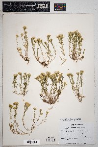 Thymophylla concinna image