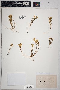 Thymophylla concinna image