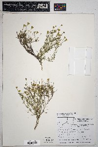 Thymophylla pentachaeta image