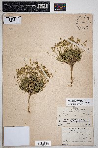 Thymophylla pentachaeta var. belenidium image