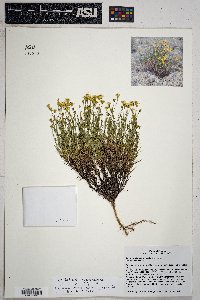 Johnstonella angustifolia image