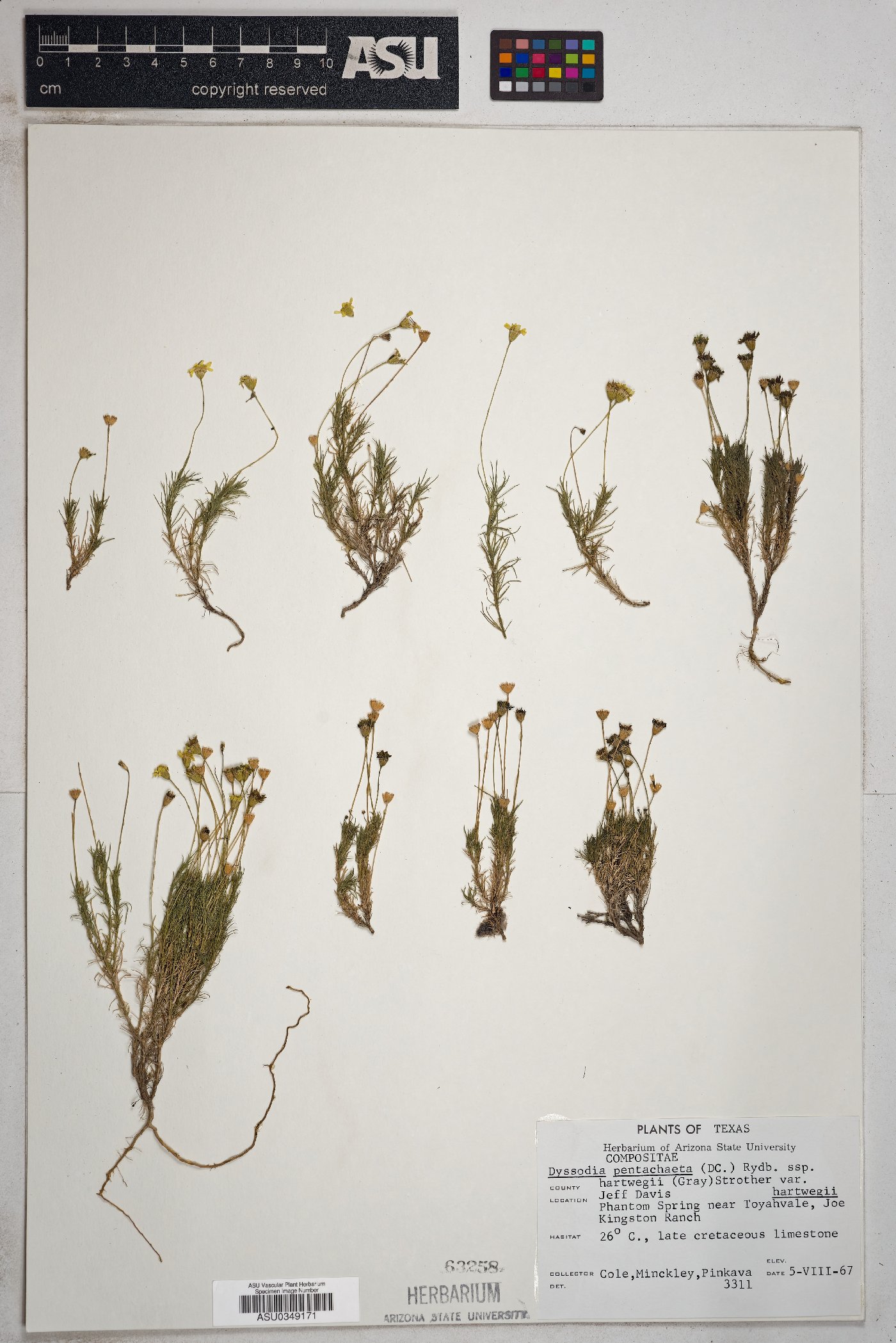 Thymophylla pentachaeta var. hartwegii image