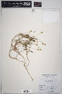 Thymophylla pentachaeta var. belenidium image