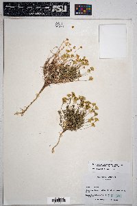 Thymophylla pentachaeta image