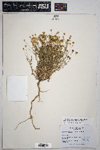 Thymophylla pentachaeta image