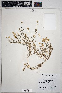 Thymophylla pentachaeta var. belenidium image