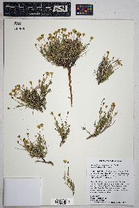 Thymophylla pentachaeta var. belenidium image