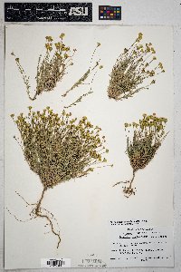 Thymophylla pentachaeta image