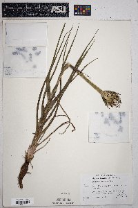 Tragopogon mirus image