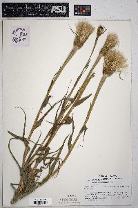 Tragopogon mirus image