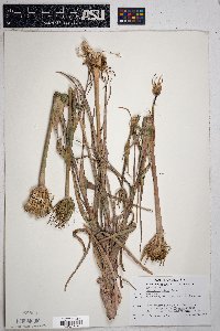 Tragopogon mirus image