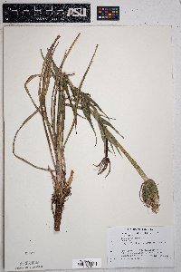 Tragopogon mirus image