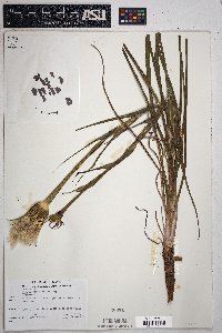 Tragopogon mirus image