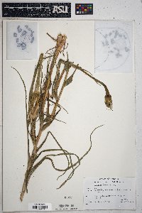 Tragopogon mirus image