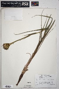 Tragopogon mirus image