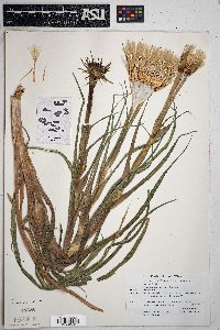 Tragopogon mirus image