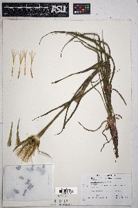 Tragopogon mirus image