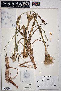 Tragopogon mirus image