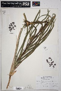 Tragopogon mirus image