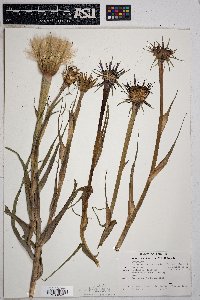 Tragopogon mirus image