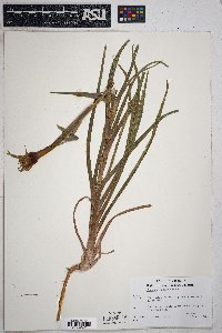 Tragopogon mirus image