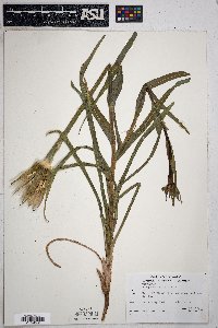 Tragopogon mirus image