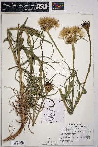 Tragopogon porrifolius image