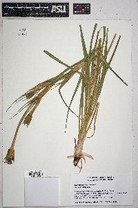 Tragopogon porrifolius image