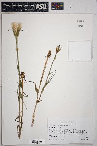 Tragopogon pratensis image