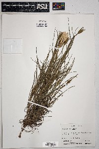 Tragopogon pratensis image