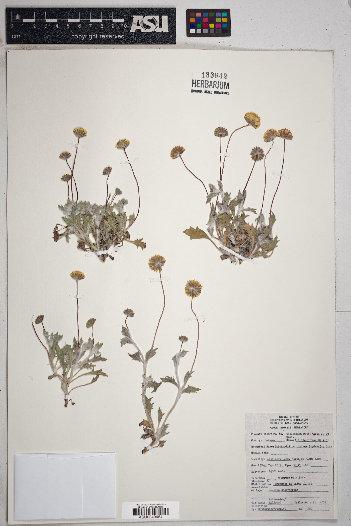 Oryzopsis webberi image