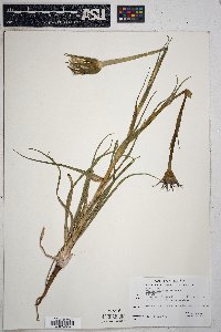 Tragopogon porrifolius image