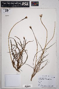 Tragopogon porrifolius image