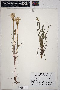 Tragopogon pratensis image