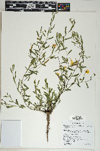 Chamaecrista serpens var. wrightii image