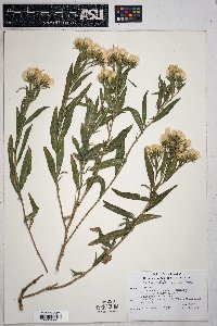 Trixis californica image