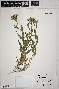 Trixis californica image