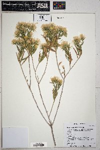 Trixis californica image