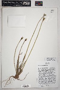 Uropappus lindleyi image