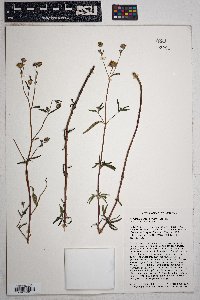 Viguiera dentata var. lancifolia image