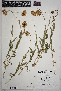 Xylorhiza tortifolia image