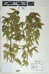 Gossypium thurberi image